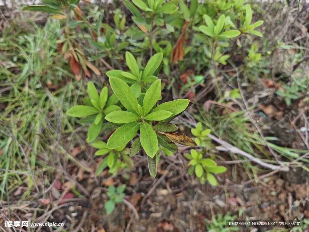 地面生长的多株绿色植物