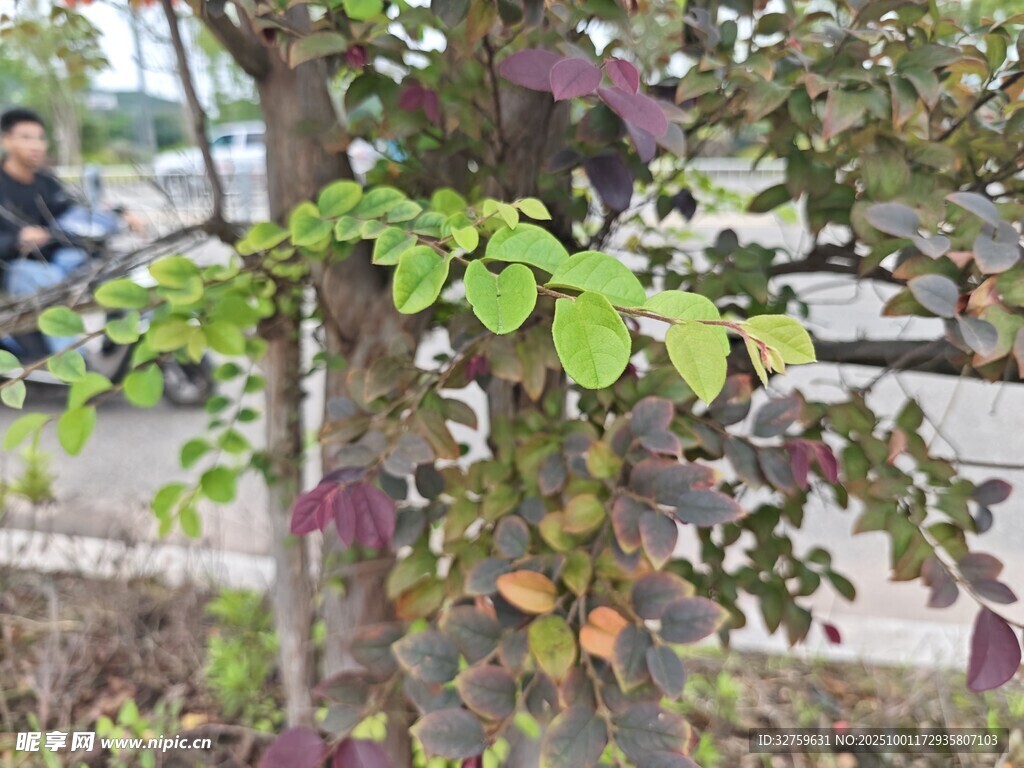 多彩树叶的街边树木