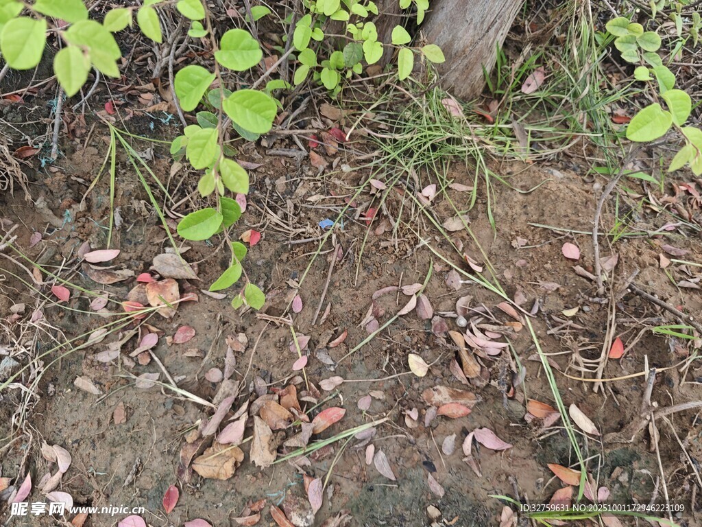 地面绿植与落叶景象