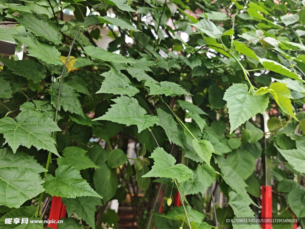 绿叶繁茂的植物藤蔓景观
