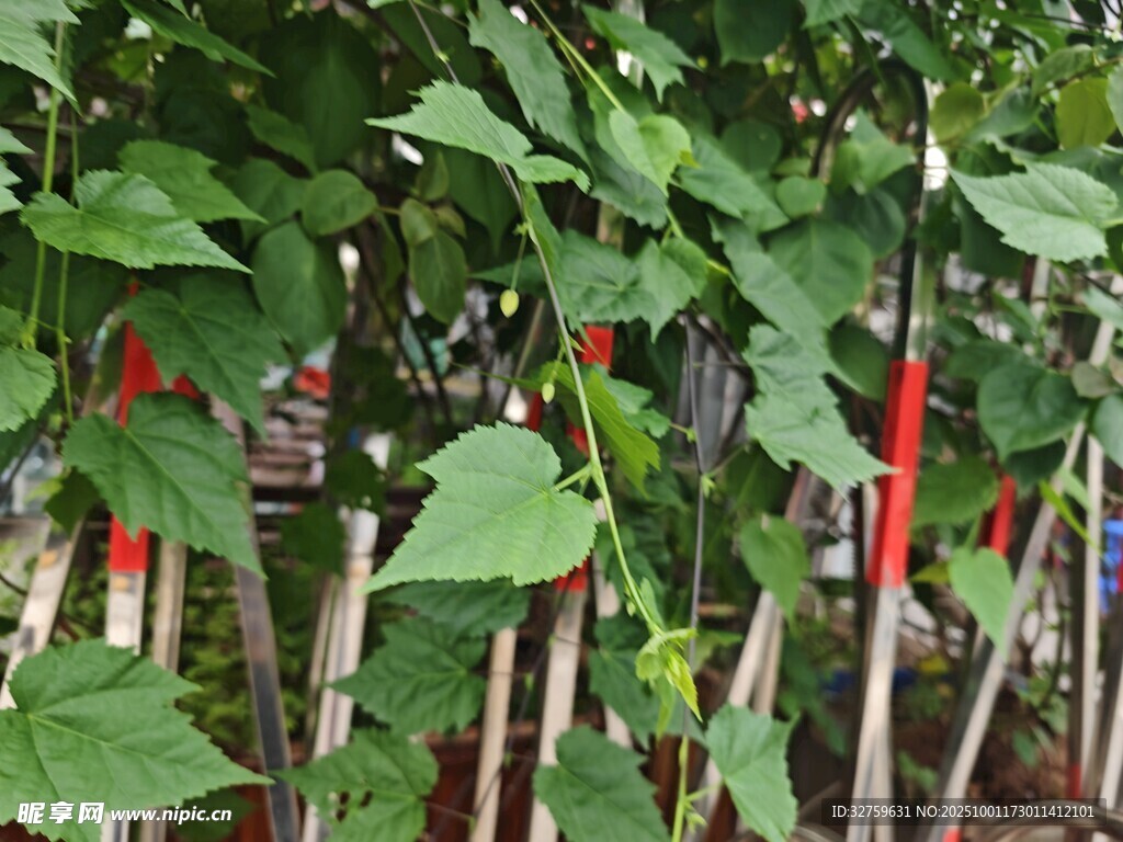 绿叶间的红辣椒植株