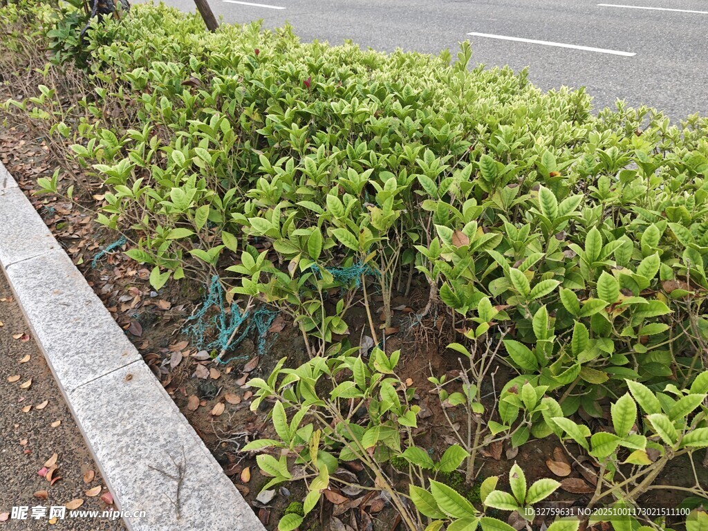 路边绿植景观