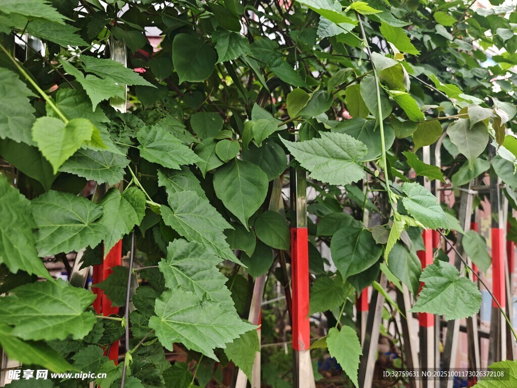 绿叶藤蔓植物生长景象