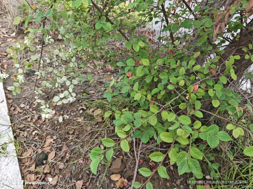 路边绿植景象