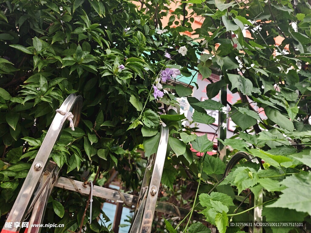 梯子旁繁茂绿植与花朵