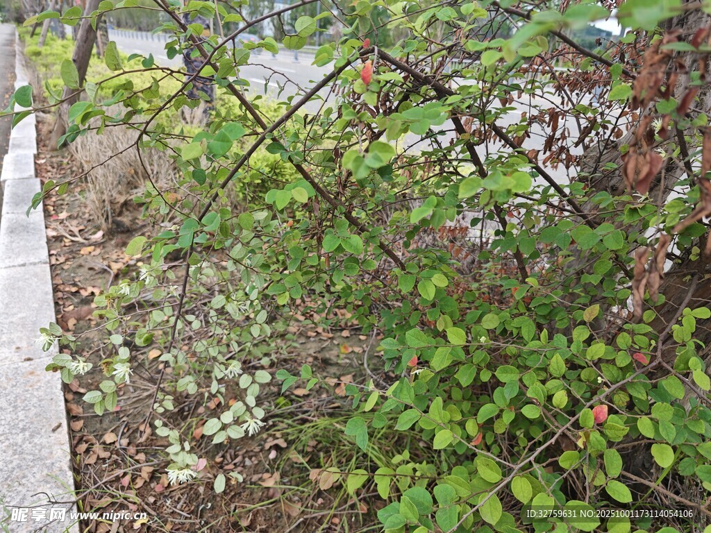 路边繁茂绿植景观