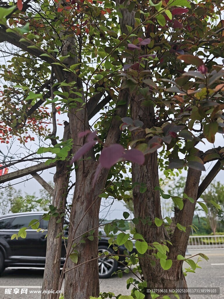 路边紫叶树木景观