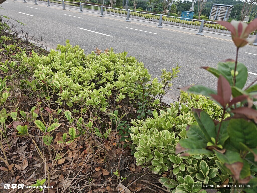 路边绿植景观