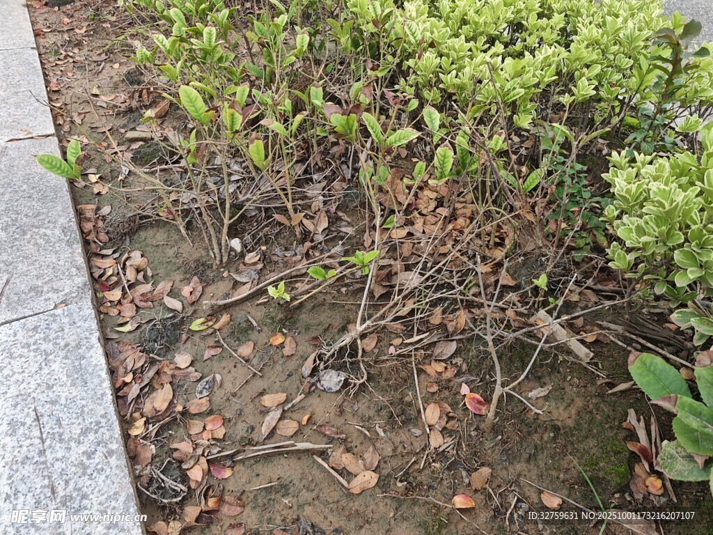 路边绿植与散落枯叶