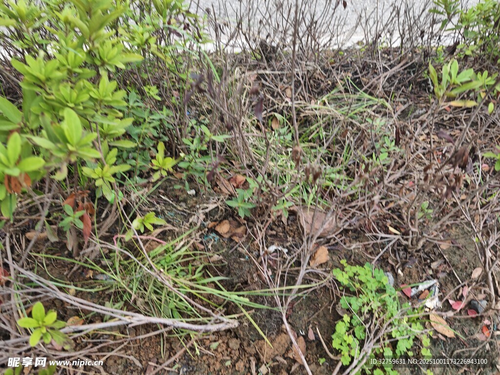 野外繁茂的植被景观