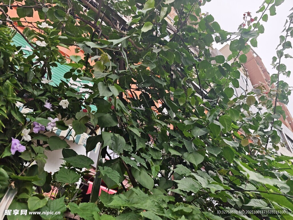绿叶丛中的紫色花朵