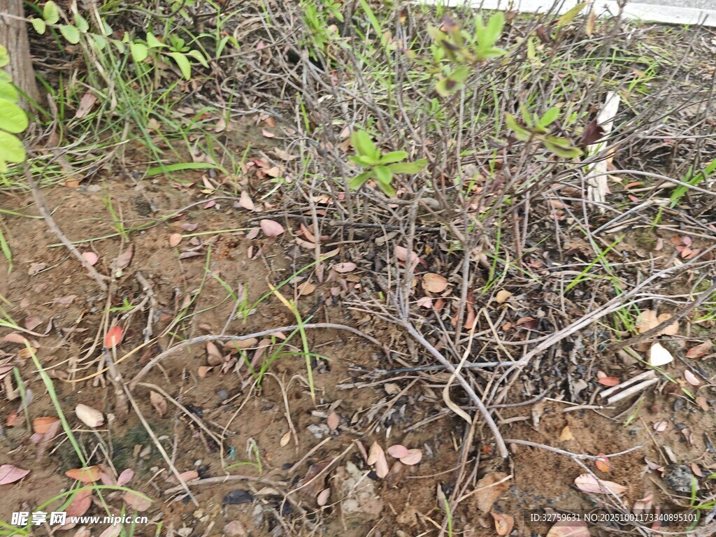 地面杂乱的枯枝与绿植