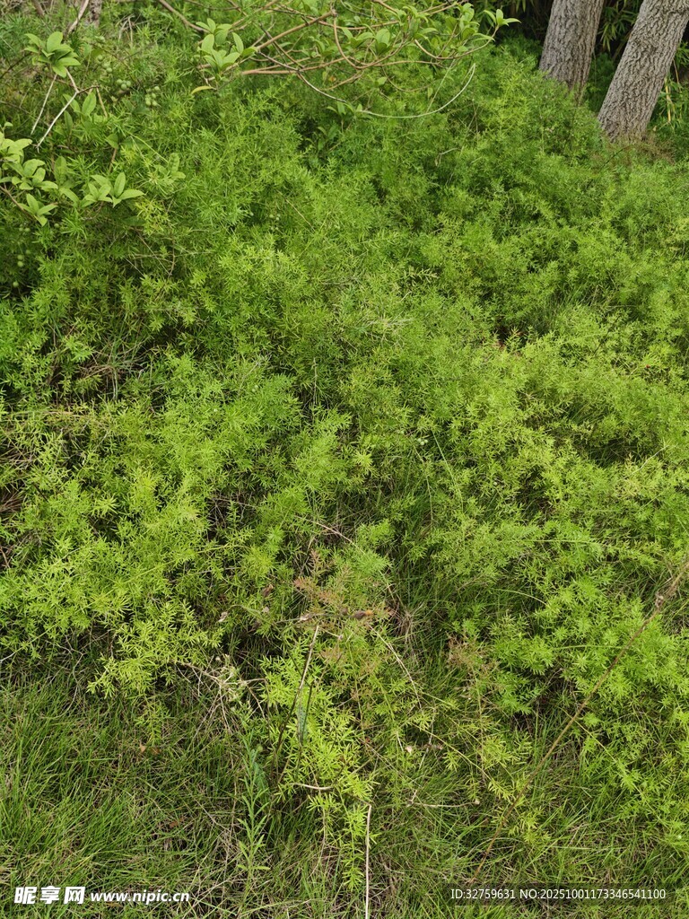 翠绿繁茂的地面绿植景观
