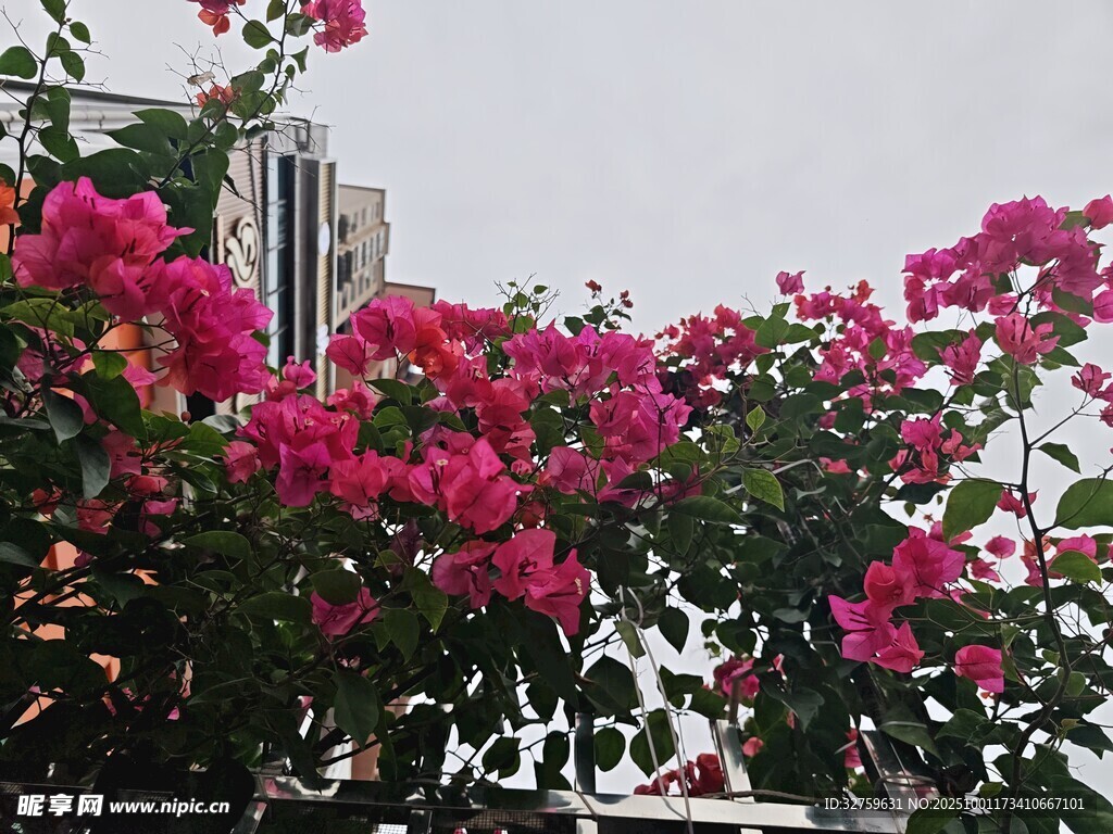 艳丽繁花映衬高楼