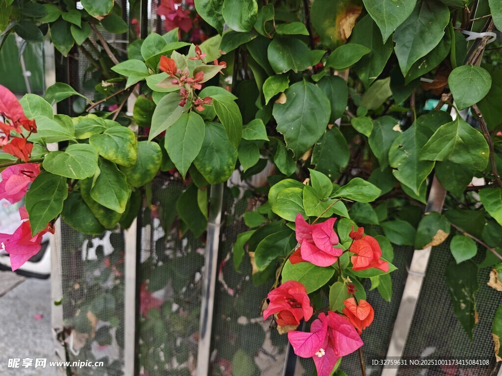 栅栏边绽放的鲜艳花朵