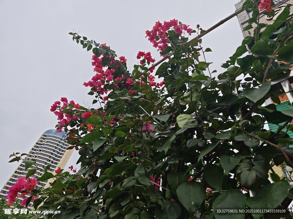 绽放的三角梅与城市背景