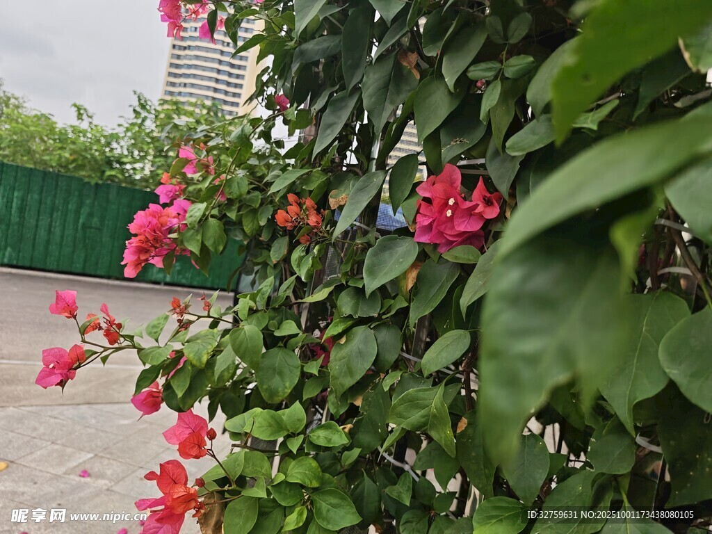 墙边绽放的艳丽三角梅