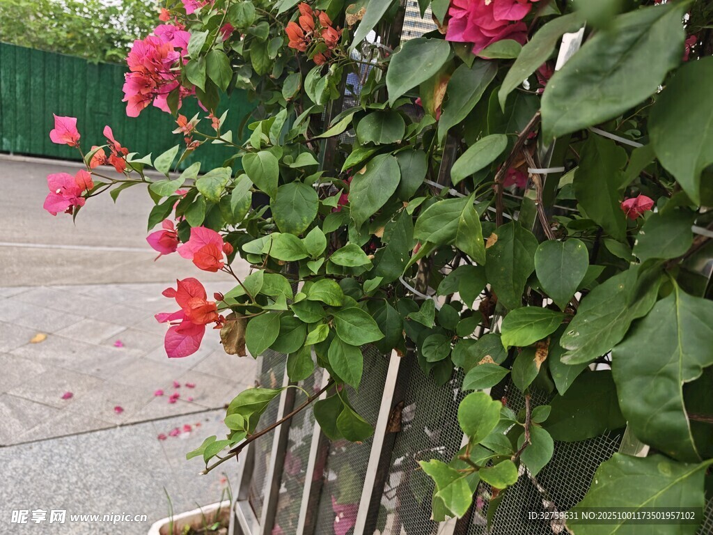 围栏边绽放的艳丽花朵