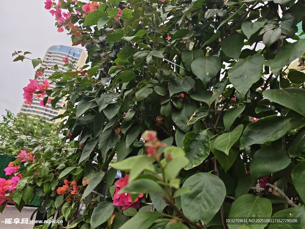 绿叶间绽放的娇艳花朵
