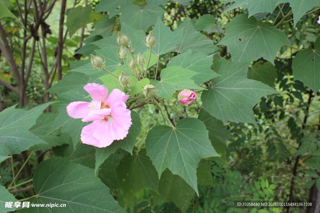 木芙蓉
