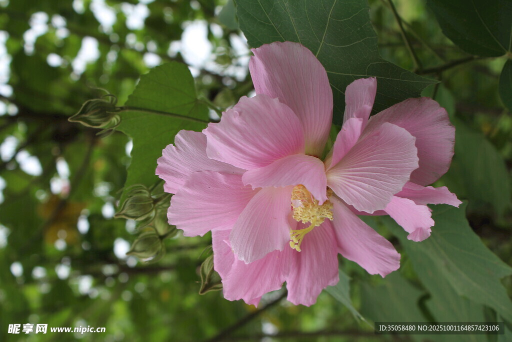 木芙蓉