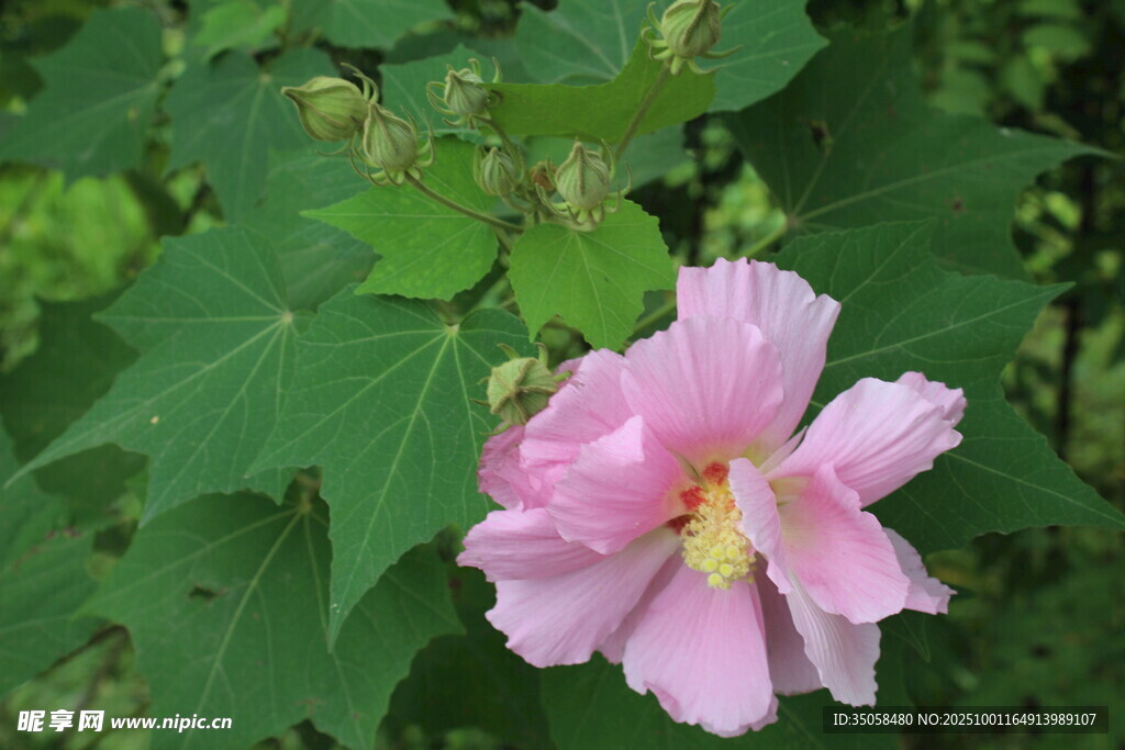 木芙蓉
