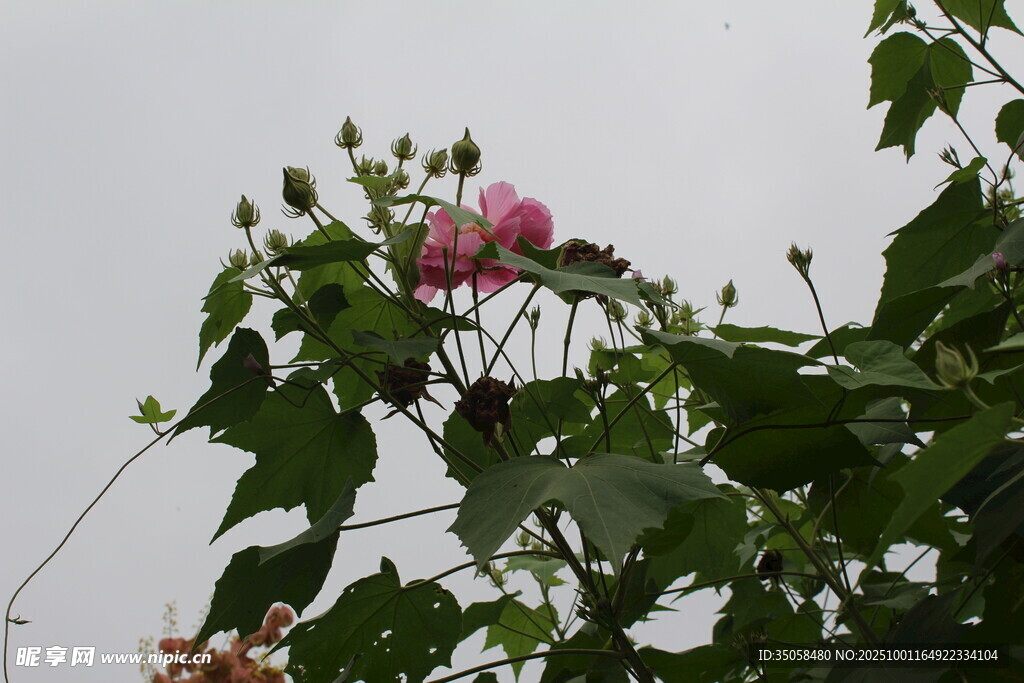 木芙蓉