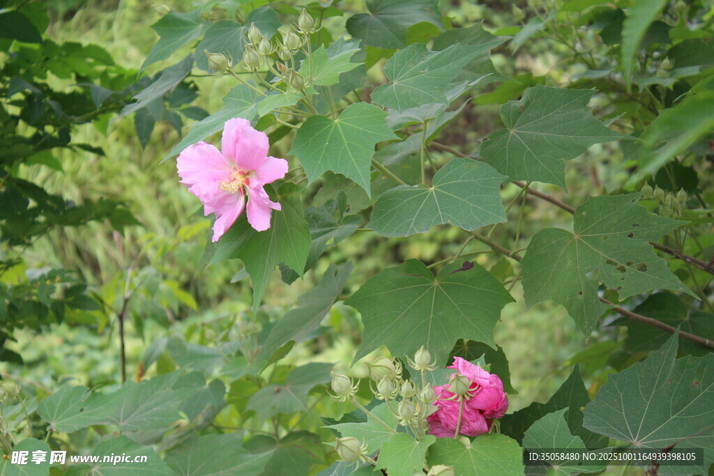木芙蓉