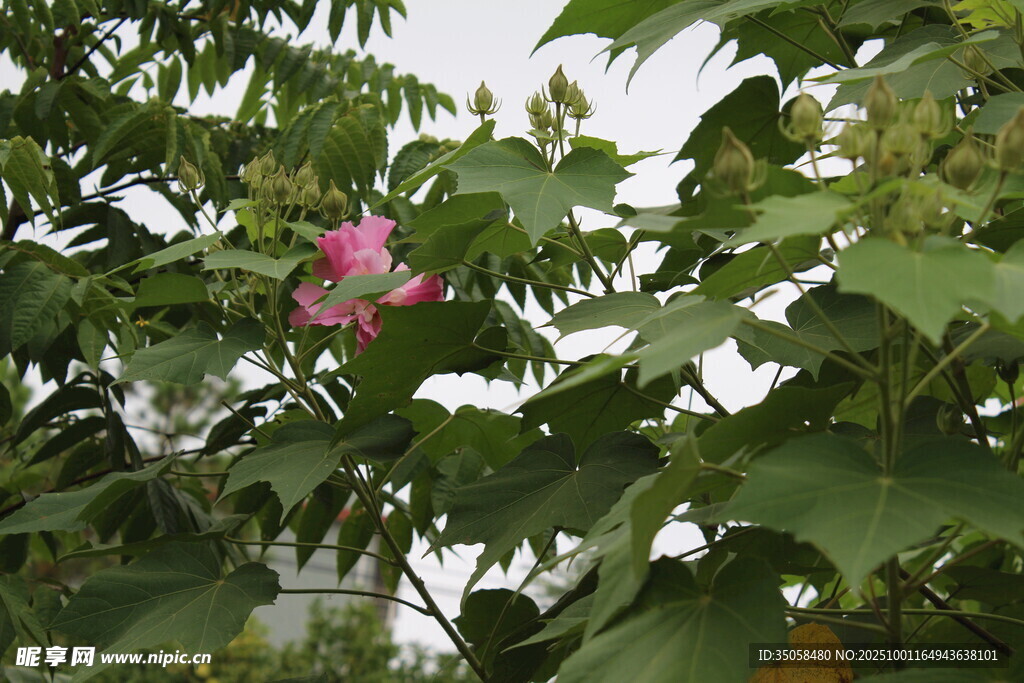 木芙蓉
