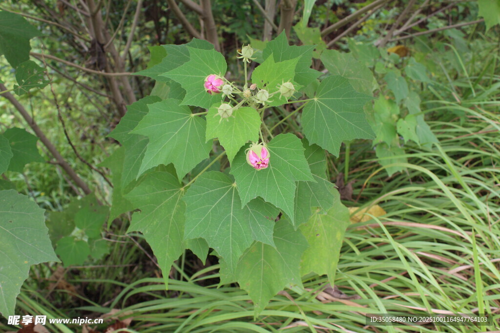 木芙蓉