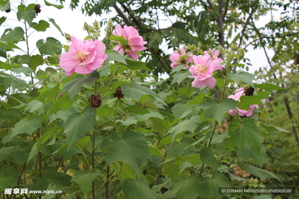 木芙蓉