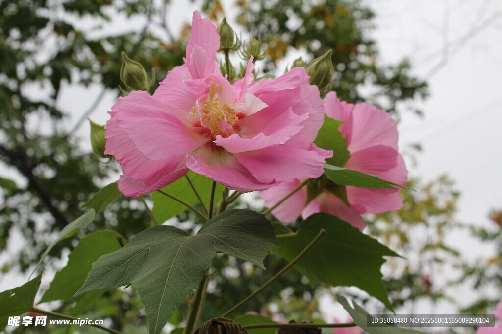 木芙蓉