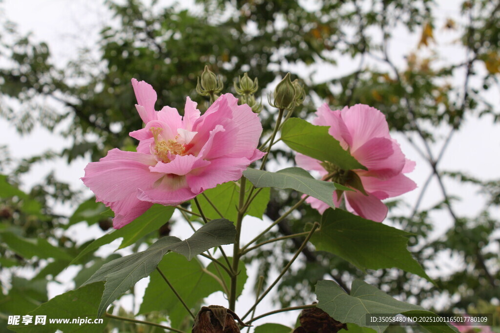 木芙蓉