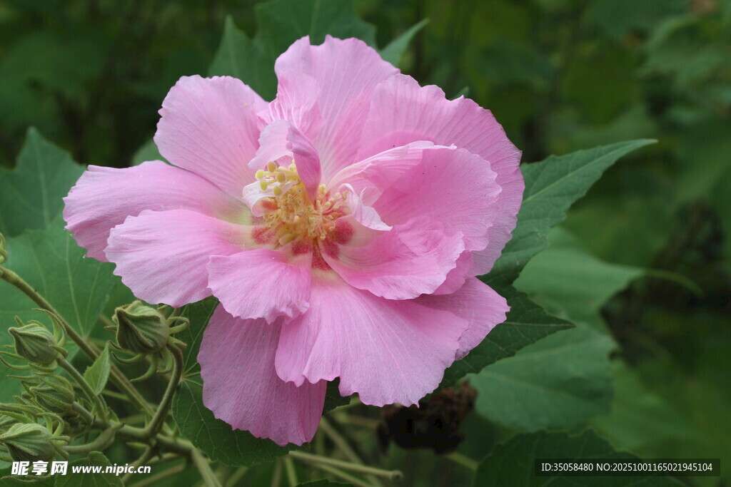 木芙蓉