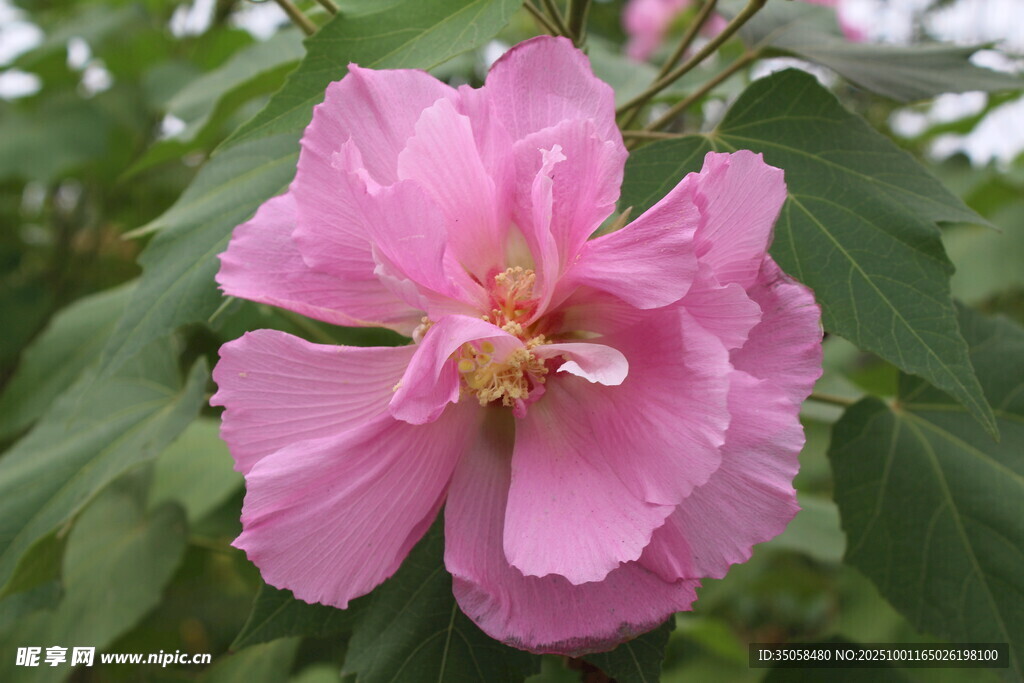 木芙蓉