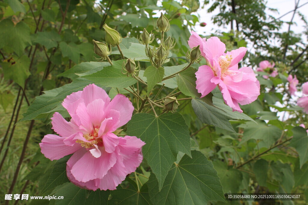 木芙蓉