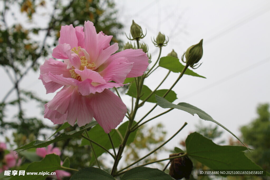 木芙蓉