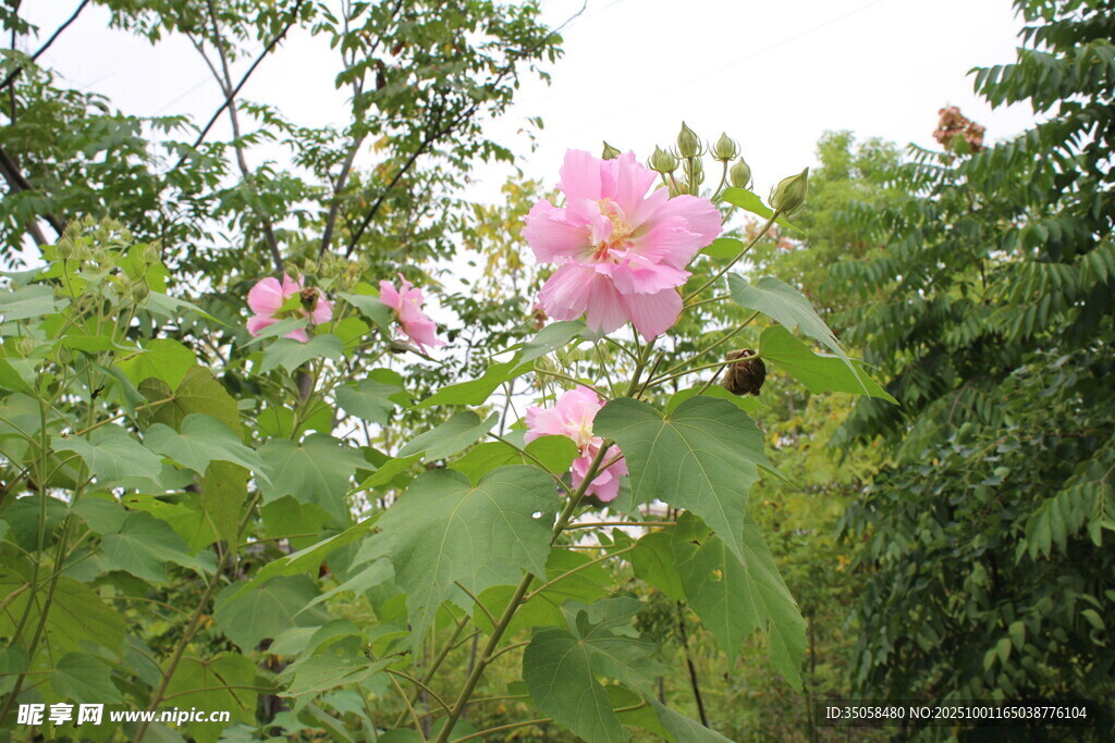木芙蓉