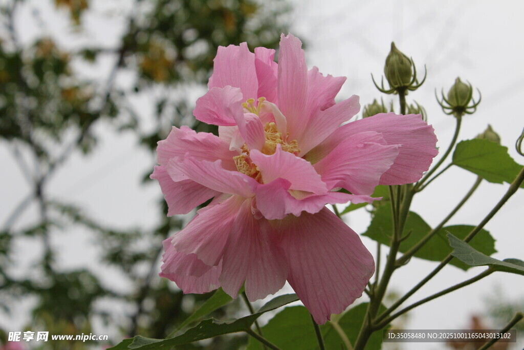 木芙蓉 