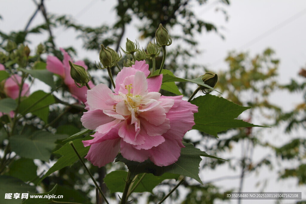 木芙蓉