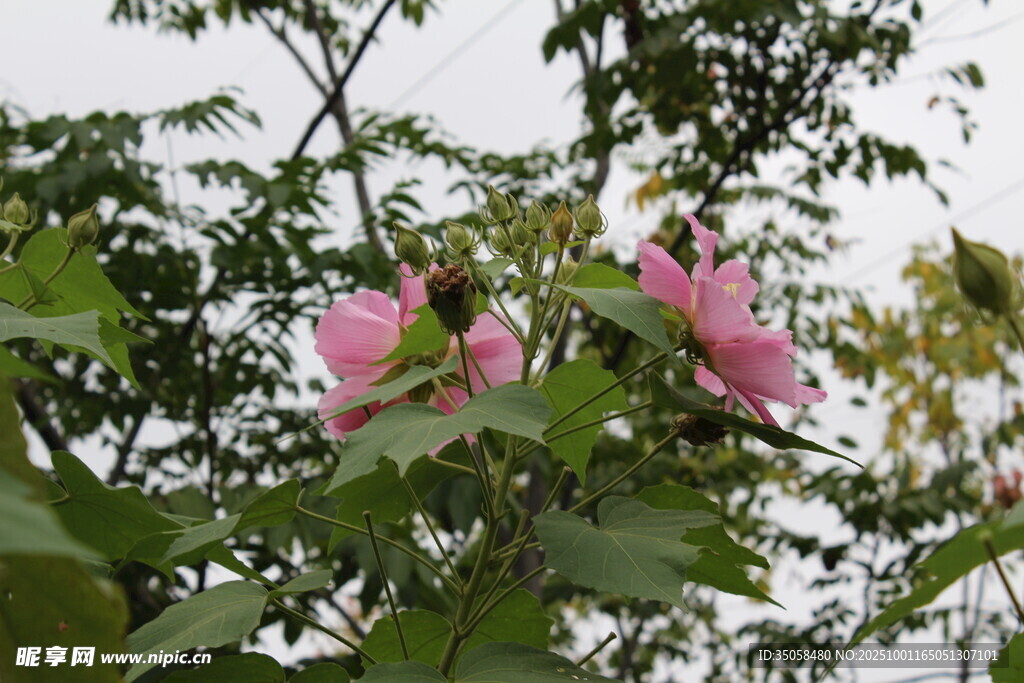 木芙蓉