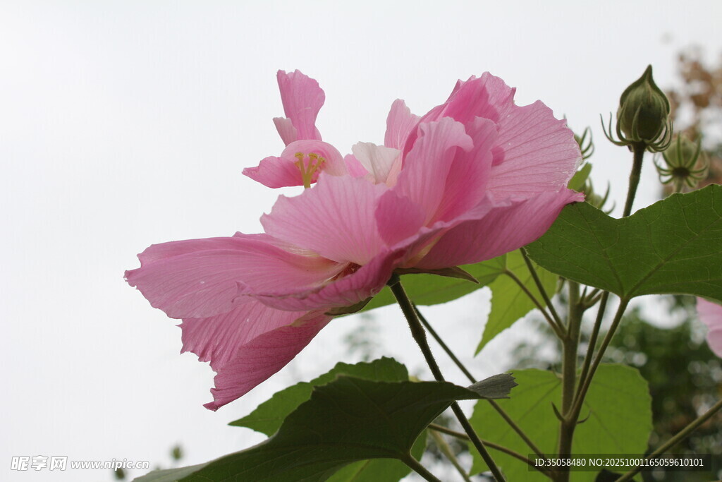 木芙蓉 