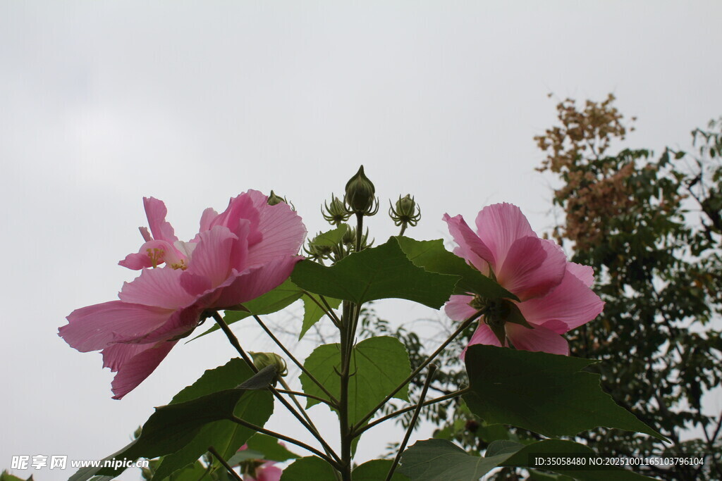 木芙蓉