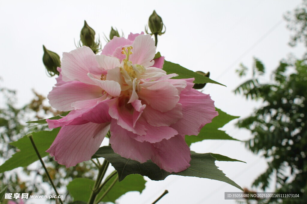木芙蓉