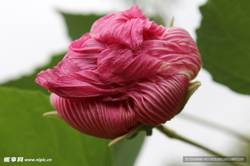 木芙蓉