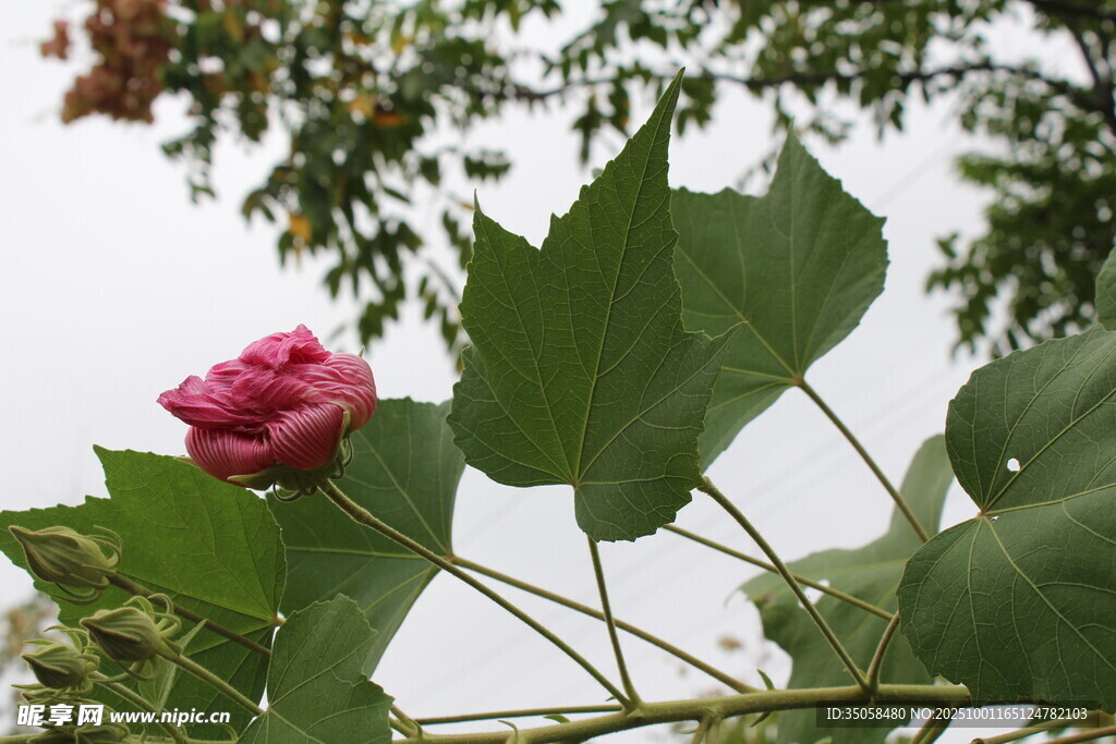 木芙蓉