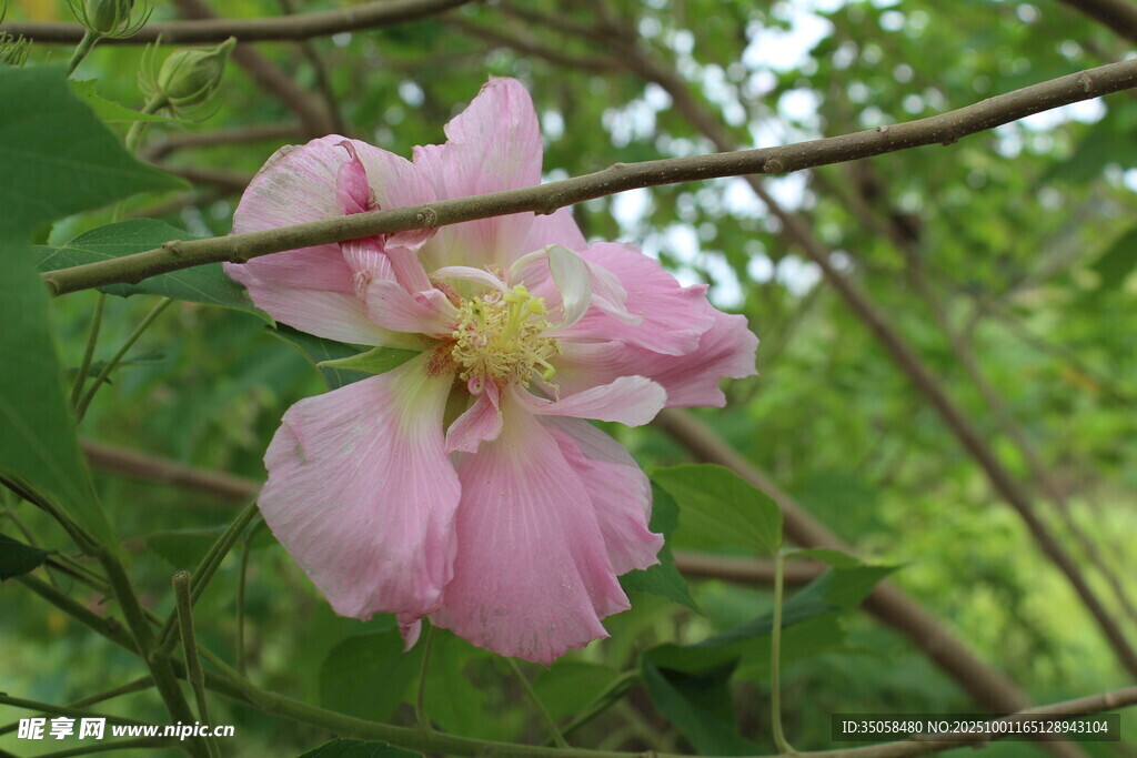 木芙蓉