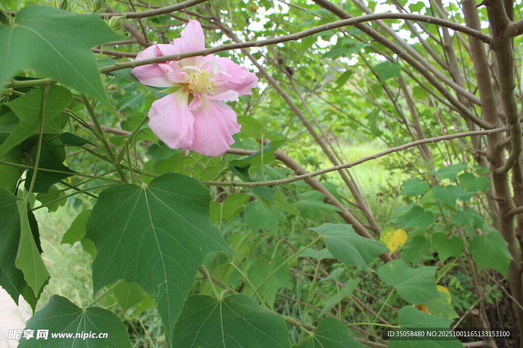 木芙蓉