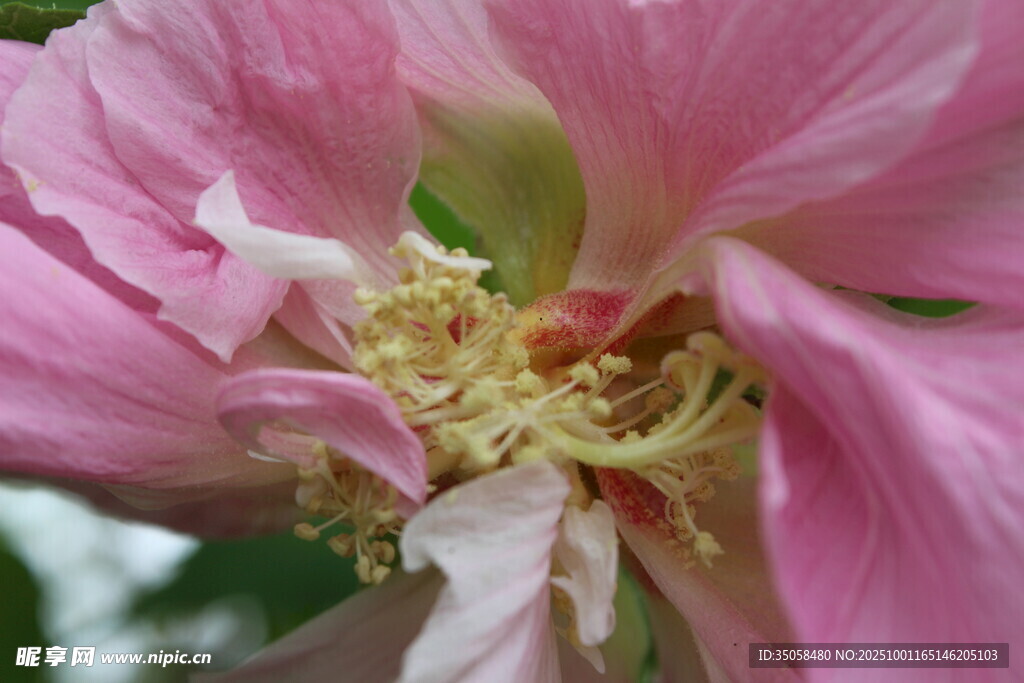 木芙蓉