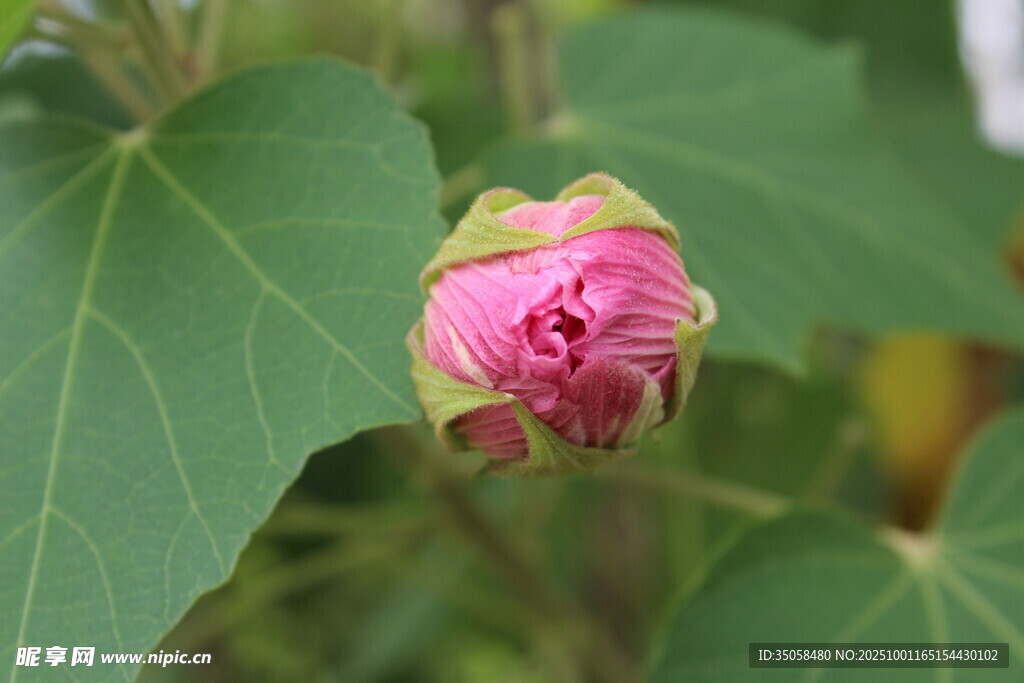 木芙蓉